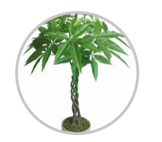 綠植搭配也有講究！